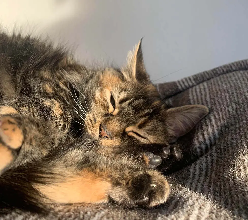 Facts About Me Haustier Katze